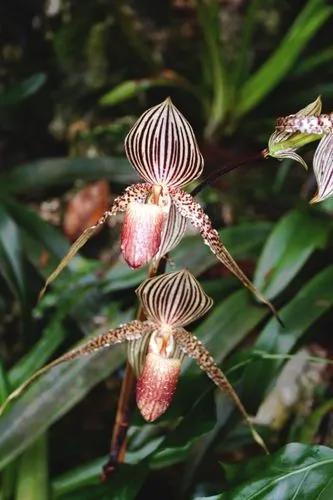 Splendid Paphiopedilum