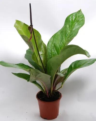 Anthurium Ellipticum