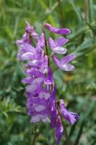 Fine-Leaved Vetch, Cow Vetch