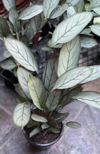 Ctenanthe Grey Star