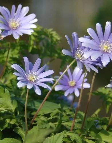 Apennine Anemone