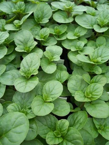 menta naranja