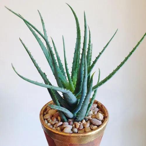 Aloe 'blue Elf'