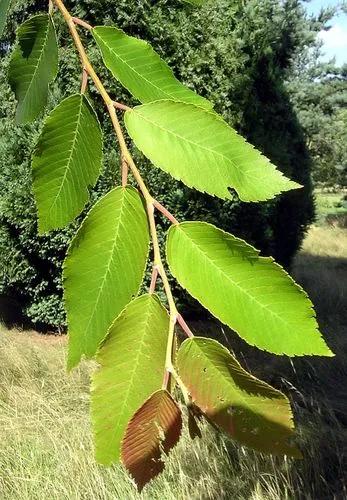 Cherry Bark Elm