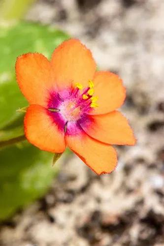 Scarlet pimpernel