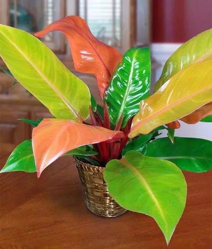 Philodendron 'Prince of Orange'