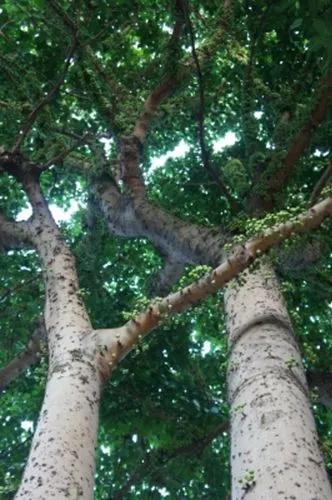 Variegated Fig