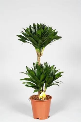 Dracaena Green Stripe Compacta