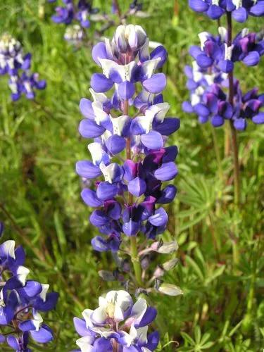 Miniature Lupine