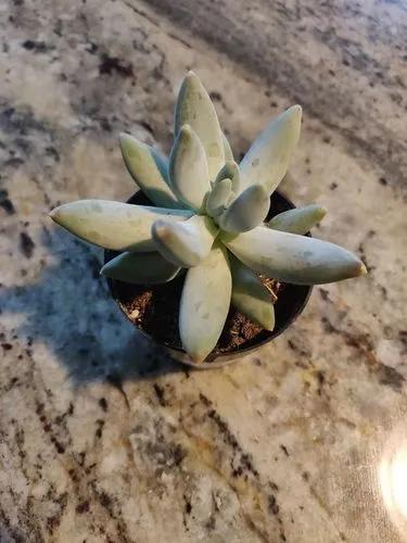 Pachyphytum Bracteosum