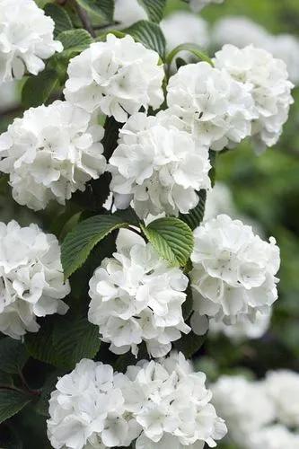 Japanese Snow Ball Bush