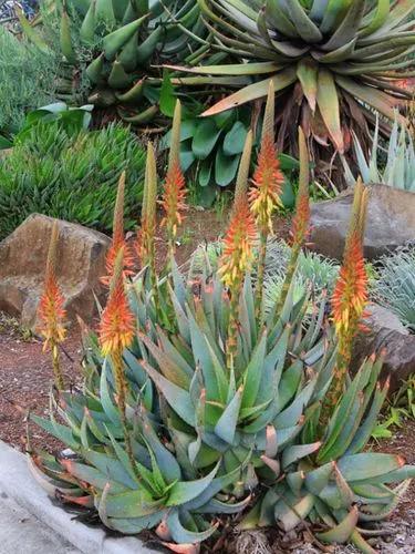 Red Cape Aloe