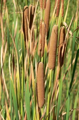 Typha Domingensis