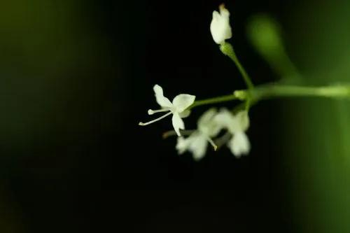 Alpine Enchanter's-nightshade