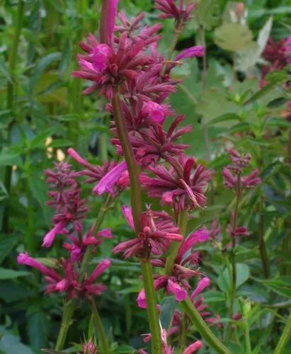 Mexican Lemon Hyssop