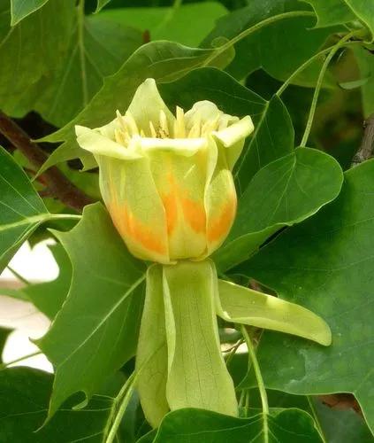 Tulip-poplar