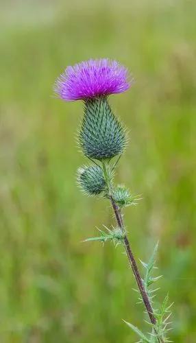 Black thistle