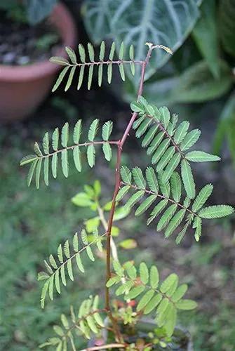 Mimosa Pigra