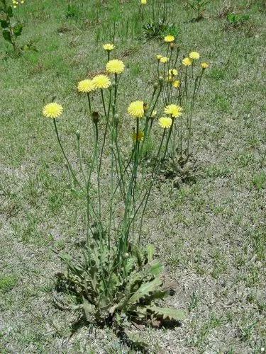 Common Cat's-ear