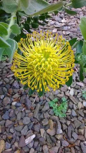 Leucospermum High Gold