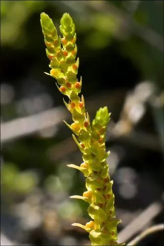 Selaginella Helvetica