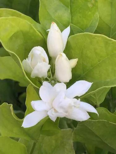 Jasmine ‘belle Of India’