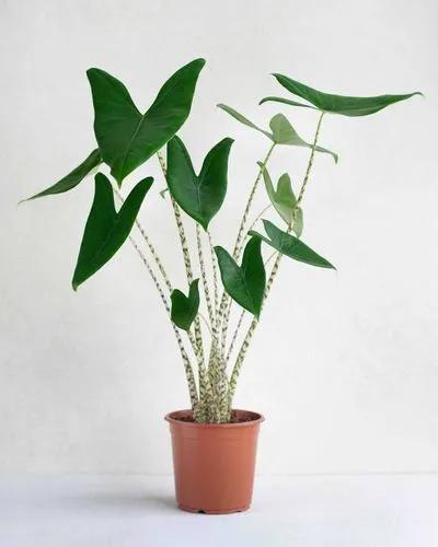 Alocasia Zebrina