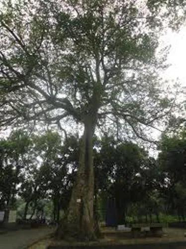 Bark Cloth Tree