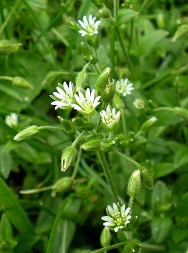 Cerastium Fontanum