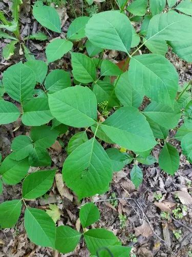 Western Poison Ivy