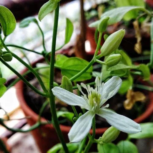 Sweet autumn clematis