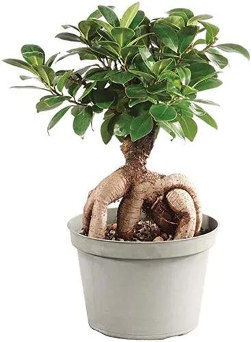 Brussel's Bonsai Gensing Grafted Ficus