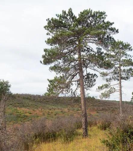 Norway Pine