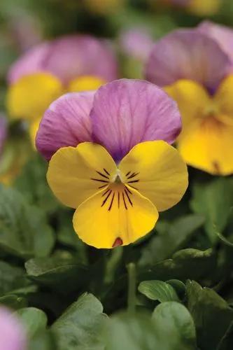 Viola Sorbet Yellow