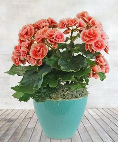 Reiger Begonia