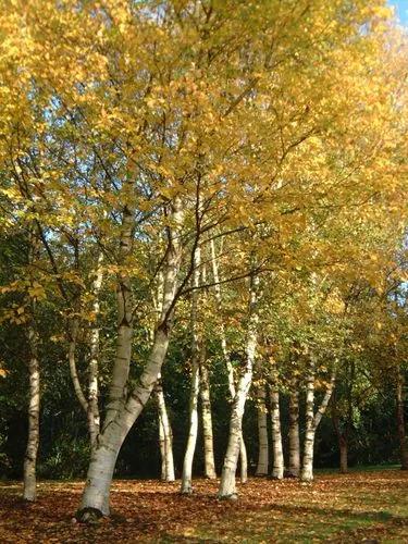 Paper Birch