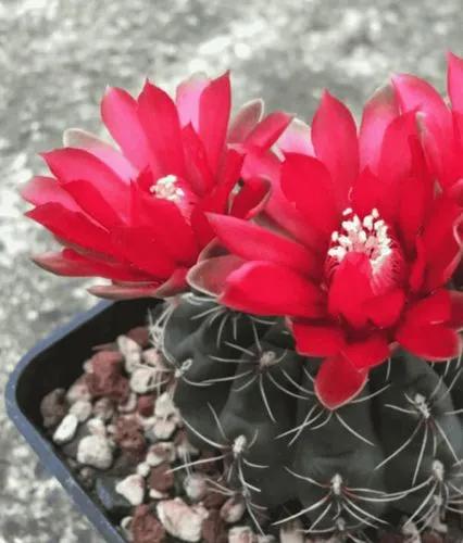 Dwarf Chin Cactus