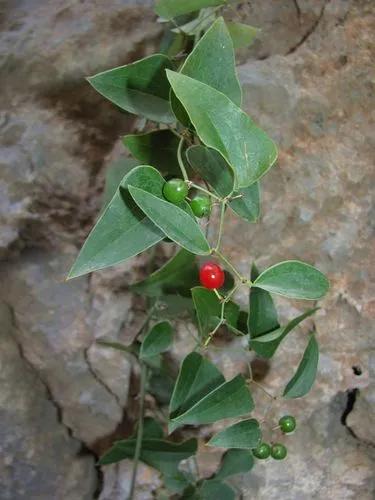 Common Smilax, Rough Bindweed, Sarsaparille