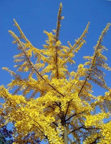 Maidenhair Tree