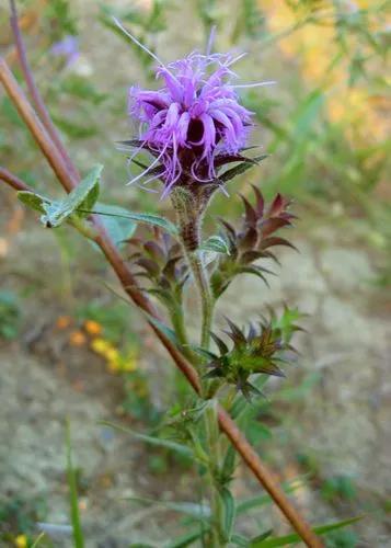 Liatris Squarrosa