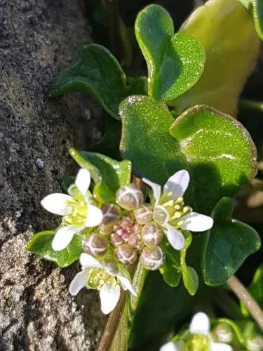 Danish Scurvy Grass