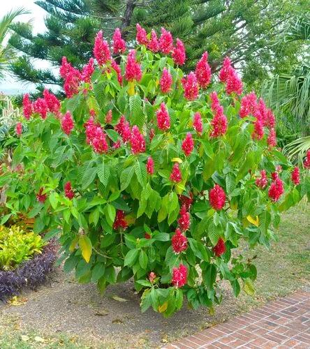 Brazilian Red-cloak