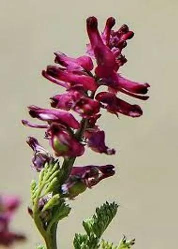 Dense-Flowered Fumitory