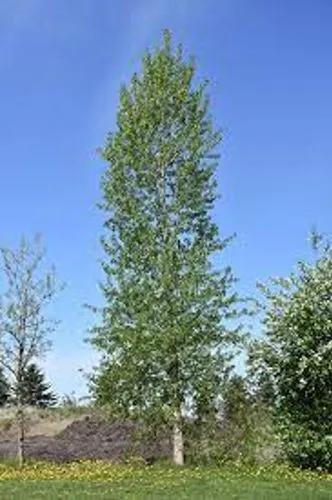 Balsam Poplar