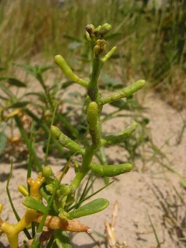 Dwarf Glasswort