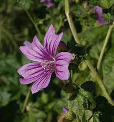 Bull Mallow