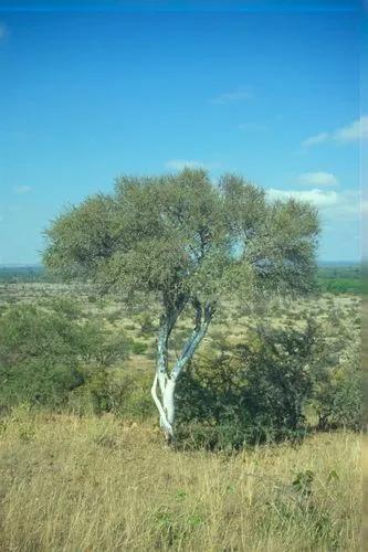 Shepherd's Tree