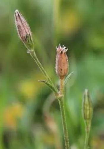 Night-Flowering Catchfly