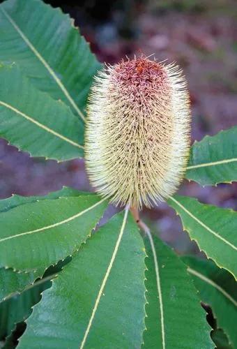 Banksia