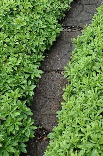 Japanese pachysandra